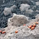 Petrasicula Hébergement de vacances *